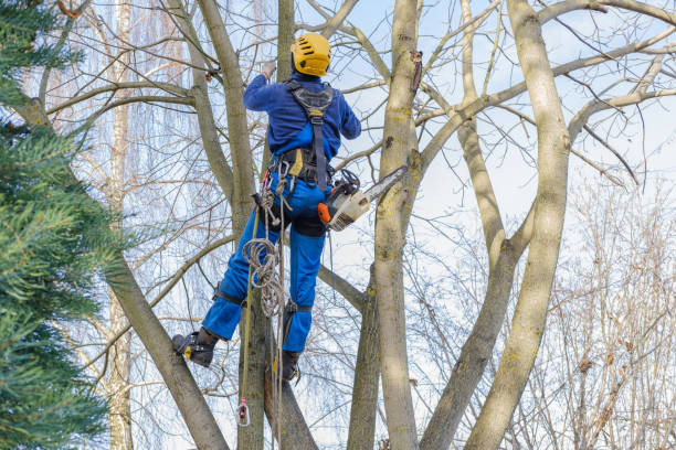 Professional Tree Care in Kronenwetter, WI