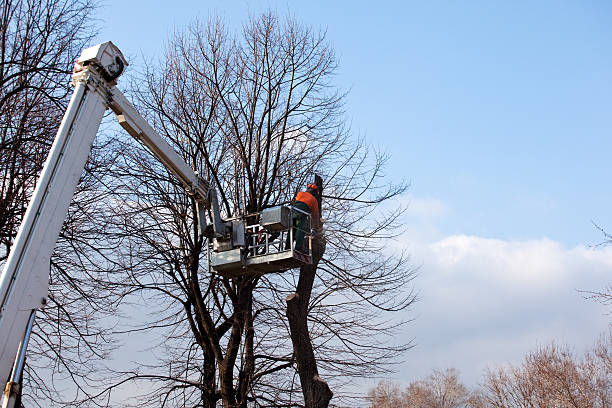 How Our Tree Care Process Works  in  Kronenwetter, WI